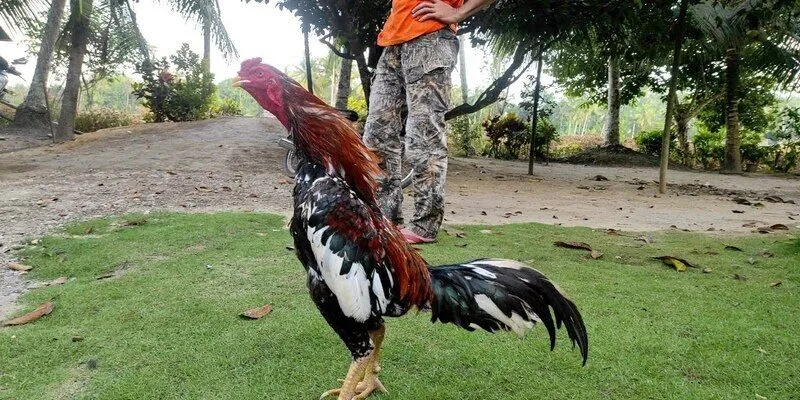 Cập nhật game xu hướng