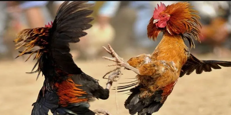 Moi cách chơi đều chuẩn