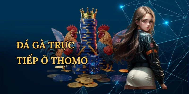 Đá gà trực tiếp ở Thomo
