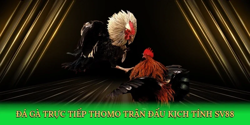 Đá gà trực tiếp Thomo trận đấu kịch tính SV88