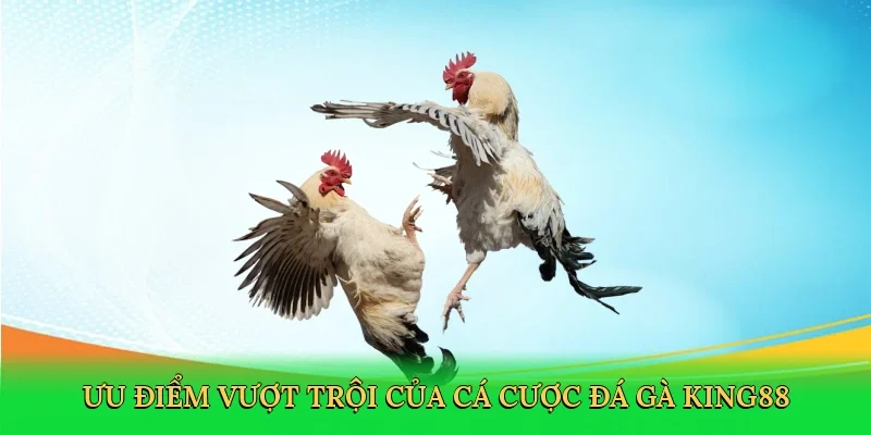 Ưu điểm vượt trội của cá cược đá gà King88
